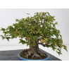 Acer buergerianum I-8819 vista 5