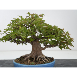 Acer buergerianum I-8819 vista 6