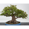 Acer buergerianum I-8819 vista 6
