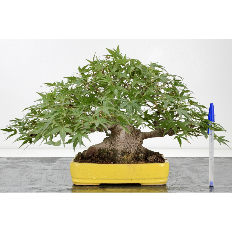 Acer palmatum yamamomiji I-8818