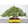 Acer palmatum yamamomiji I-8818