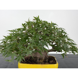 Acer palmatum yamamomiji I-8818 vista 2