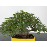 Acer palmatum yamamomiji I-8818 vista 2