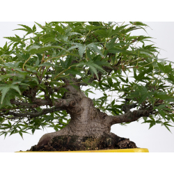 Acer palmatum yamamomiji I-8818 vista 3