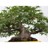 Acer palmatum yamamomiji I-8818 vista 3