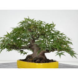 Acer palmatum yamamomiji I-8818 vista 4
