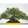 Acer palmatum yamamomiji I-8818 vista 5