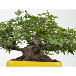 Acer palmatum yamamomiji I-8818 vista 6