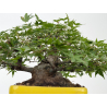 Acer palmatum yamamomiji I-8818 vista 6