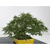 Acer palmatum yamamomiji I-8818 vista 7