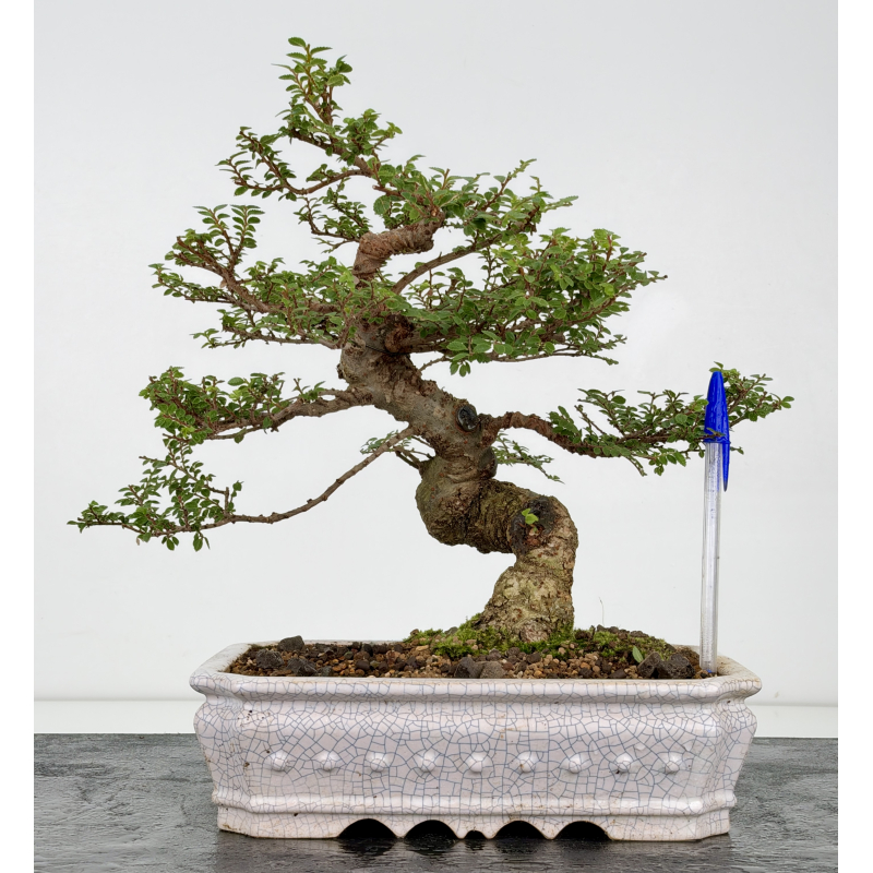 Ulmus parvifolia tipo Hokkaido I-8829