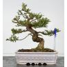 Ulmus parvifolia tipo Hokkaido I-8829