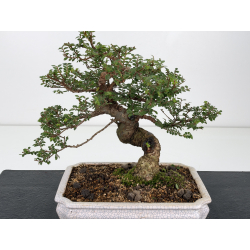 Ulmus parvifolia Hokkaido type I-8829 view 2