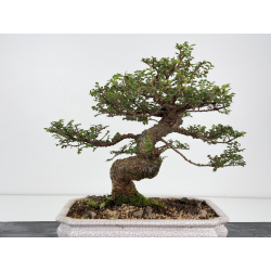 Ulmus parvifolia tipo Hokkaido I-8829 vista 4