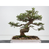 Ulmus parvifolia Hokkaido type I-8829 view 4