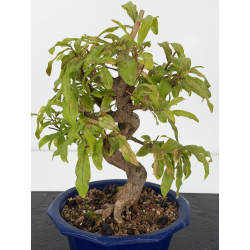 Punica granatum -granado- nejikan I-8831 vista 2