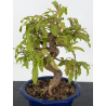 Punica granatum -granado- nejikan I-8831 vista 2