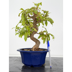Punica granatum -granado- nejikan I-8831