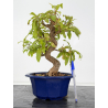 Punica granatum -granado- nejikan I-8831
