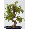 Punica granatum -granado- nejikan I-8831 vista 3