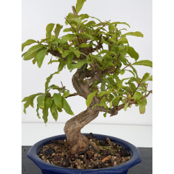 Punica granatum -granado- nejikan I-8831 vista 4