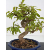 Punica granatum nejikan I-8831 view 4