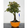 Acer palmatum yamamomiji I-8832