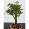 Acer palmatum yamamomiji I-8832 vista 2