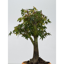 Acer palmatum yamamomiji I-8832 vista 3