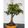 Acer palmatum yamamomiji I-8832 vista 4