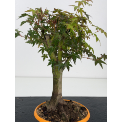 Acer palmatum yamamomiji I-8832 vista 5