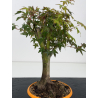 Acer palmatum yamamomiji I-8832 vista 5