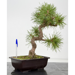 Pinus sylvestris -pino s- europeo- I-8833