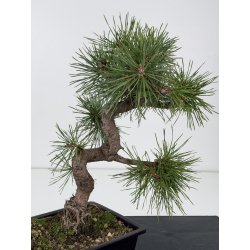 Pinus sylvestris -pino s- europeo- I-8833 vista 2