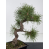 Pinus sylvestris I-8833 view 2