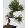 Pinus sylvestris I-8833 view 3