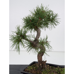 Pinus sylvestris I-8833 view 4