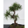 Pinus sylvestris -pino s- europeo- I-8833 vista 4