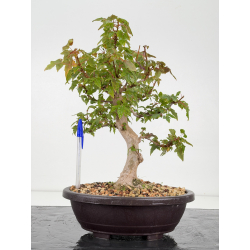 Acer buergerianum I-8834