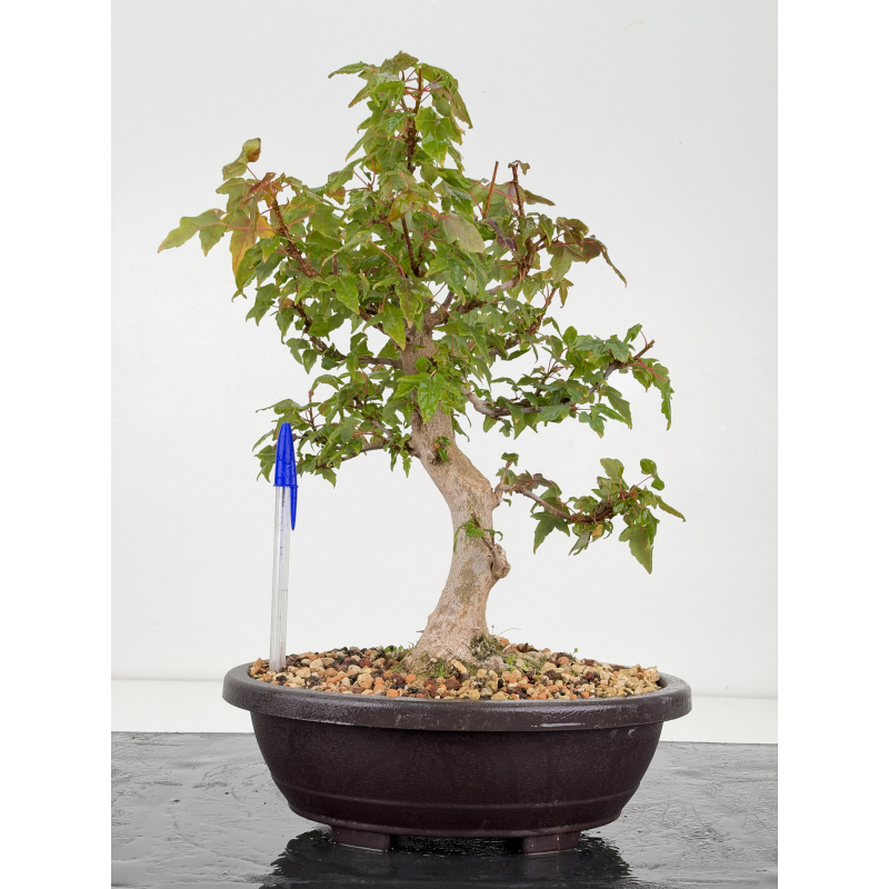 Acer buergerianum I-8834