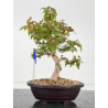 Acer buergerianum I-8834