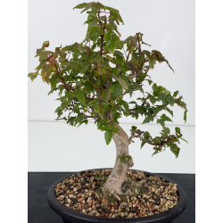 Acer buergerianum I-8834 vista 2