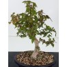 Acer buergerianum I-8834 vista 2