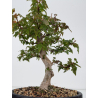 Acer buergerianum I-8834 vista 3