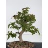 Acer buergerianum I-8834 vista 4