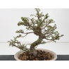 Ulmus parvifolia Hokkaido type I-8835 view 4