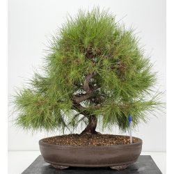 Pinus halepensis I-8837