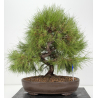 Pinus halepensis I-8837