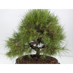 Pinus halepensis I-8837 vista 2