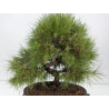 Pinus halepensis I-8837 vista 2